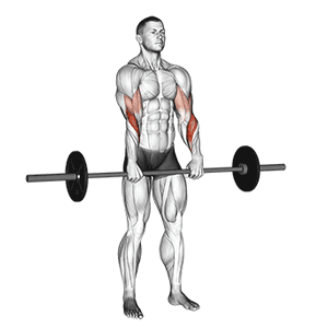 Reverse Barbell Curl