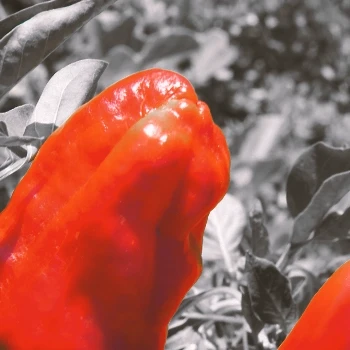 A close up shot of cayenne pepper extract