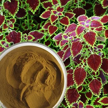Coleus Forskohlii plant and extract