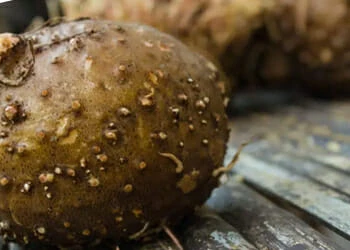 Glucomannan close up image