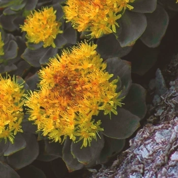 Rhodiola Rosea flowers